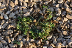 Euphorbia chamaesyce