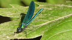 Calopteryx xanthostoma