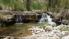 Bufotes surdus