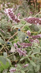 Chrysolina coerulans