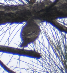 Tyrannidae