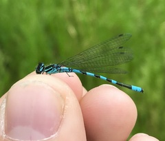 Coenagrion hastulatum
