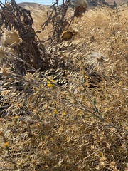 Centaurea solstitialis