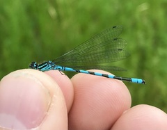 Coenagrion hastulatum
