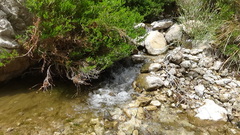 Bufotes surdus