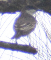Tyrannidae