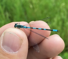 Coenagrion hastulatum
