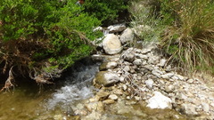 Bufotes surdus