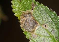 Calycomyza lantanae