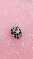 Psyllobora vigintimaculata