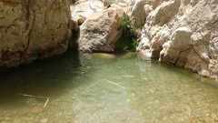 Bufotes surdus