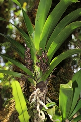 Angraecum bracteosum