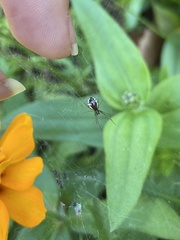 Frontinella pyramitela