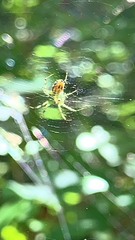 Mangora