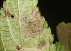 Calycomyza lantanae