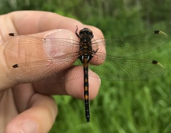 Leucorrhinia rubicunda