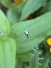 Frontinella pyramitela
