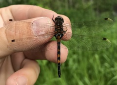 Leucorrhinia rubicunda
