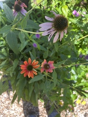 Echinacea