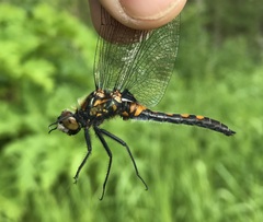 Leucorrhinia rubicunda
