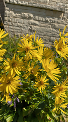 Silphium perfoliatum