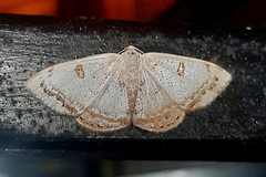 Argyrotome prospectata