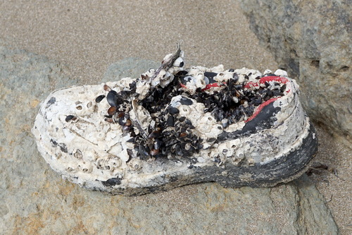 Mediterranean Mussel, Feodosiis'ka, Crimea, Ukraine, photo 10 of 10