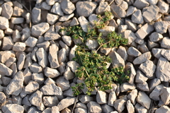 Euphorbia chamaesyce