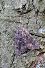 Catocala sponsa