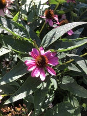 Echinacea