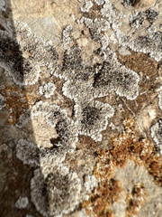 Protoparmeliopsis muralis