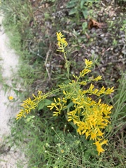 Solidago altissima
