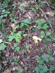 Aconitum lasiostomum