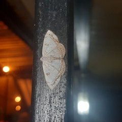 Argyrotome prospectata