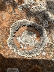 Protoparmeliopsis muralis