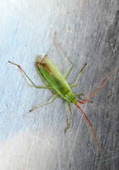 Trigonotylus ruficornis