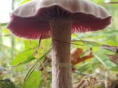 Laccaria ochropurpurea