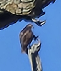 Haliaeetus leucocephalus