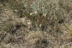 Allium marschalianum