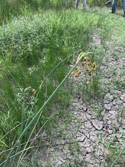 Schoenoplectus tabernaemontani