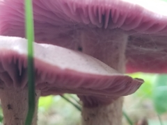 Laccaria ochropurpurea