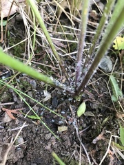 Myzus persicae