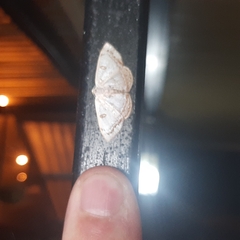 Argyrotome prospectata