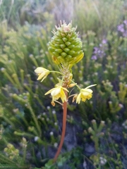 Bulbine