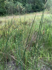 Schoenoplectus tabernaemontani