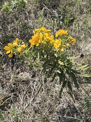 Senna roemeriana