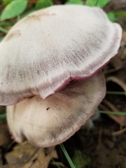 Laccaria ochropurpurea