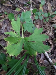 Aconitum lasiostomum