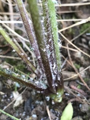 Myzus persicae