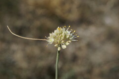 Allium marschalianum